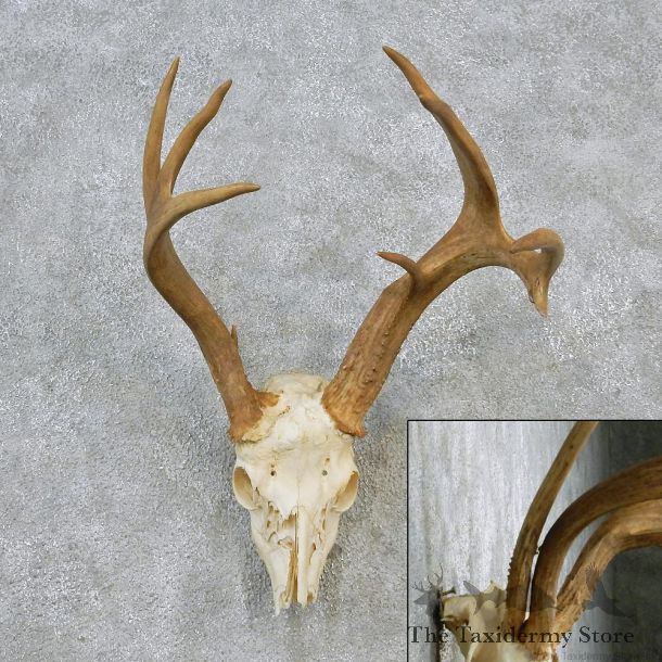 Whitetail Deer Taxidermy Skull & Antler European Mount #12618 For Sale @ The Taxidermy Store