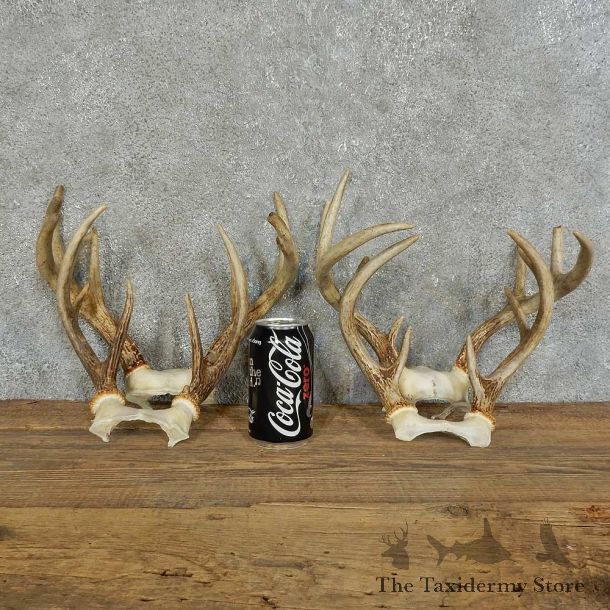 Whitetail Deer Antler Shed For Sale #16132 @ The Taxidermy Store