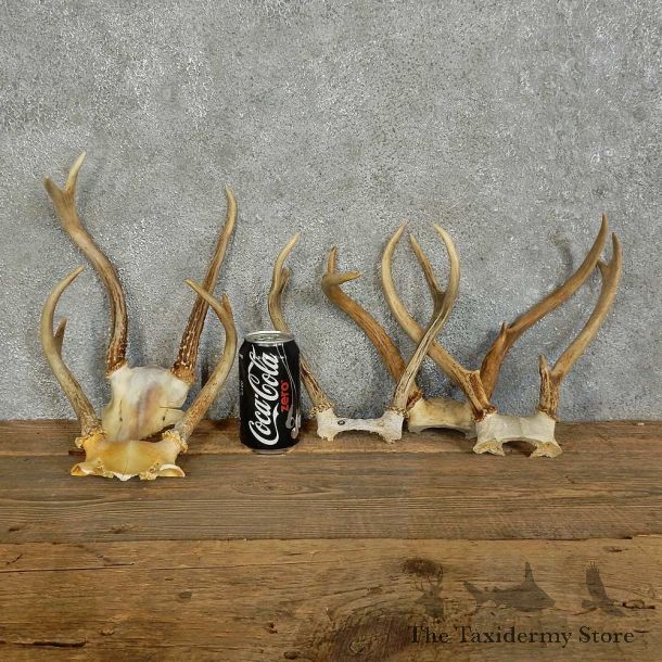 Whitetail Deer Antler sets For Sale #16134 @ The Taxidermy Store