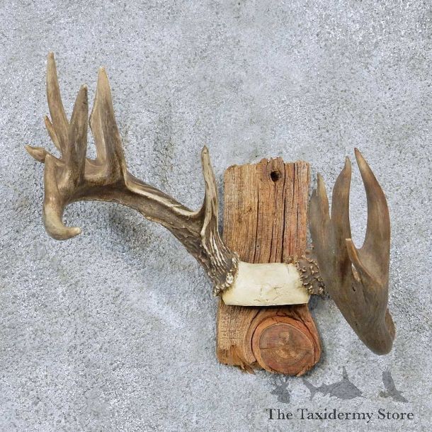 Whitetail Antler Taxidermy Mount For Sale #13926 For Sale @ The Taxidermy Store