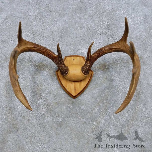 Whitetail Deer Antler Plaque Mount For Sale #14548 @ The Taxidermy Store