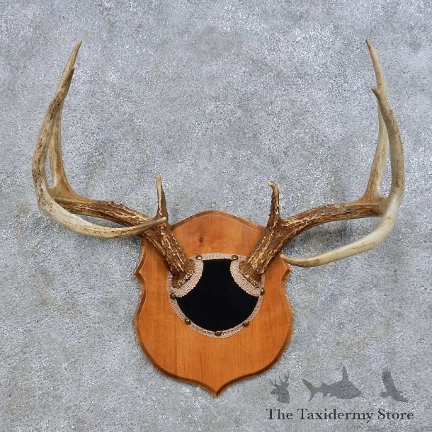 Whitetail Deer Antler Plaque Mount For Sale #14654 @ The Taxidermy Store