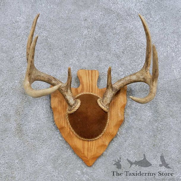 Whitetail Deer Antler Plaque Mount For Sale #14657 @ The Taxidermy Store