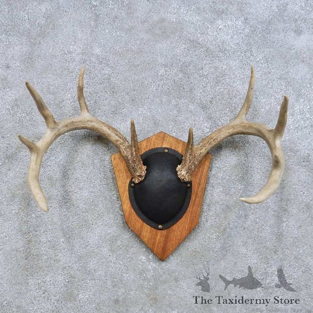 Whitetail Deer Antler Plaque Mount For Sale #14658 @ The Taxidermy Store