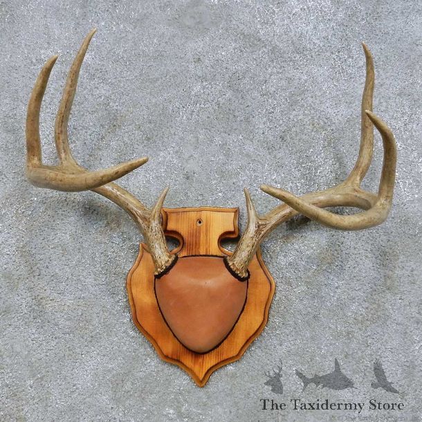 Whitetail Deer Antler Plaque Mount For Sale #14662 @ The Taxidermy Store