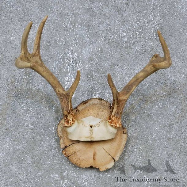 Whitetail Deer Antler Plaque Mount For Sale #14733 @ The Taxidermy Store