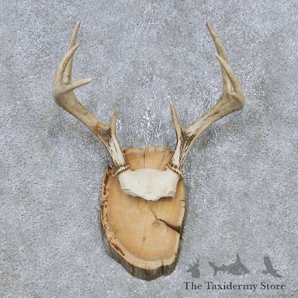 Whitetail Deer Antler Plaque Mount For Sale #14734 @ The Taxidermy Store