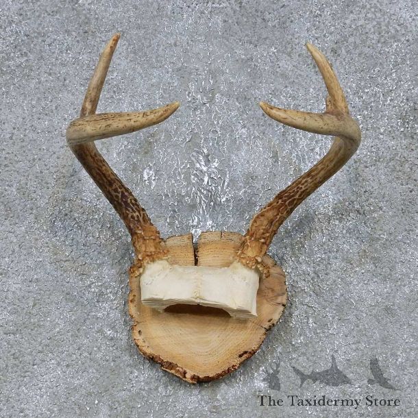 Whitetail Deer Antler Plaque Mount For Sale #14735 @ The Taxidermy Store
