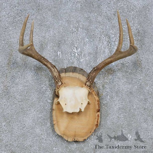 Whitetail Deer Antler Plaque Mount For Sale #14736 @ The Taxidermy Store