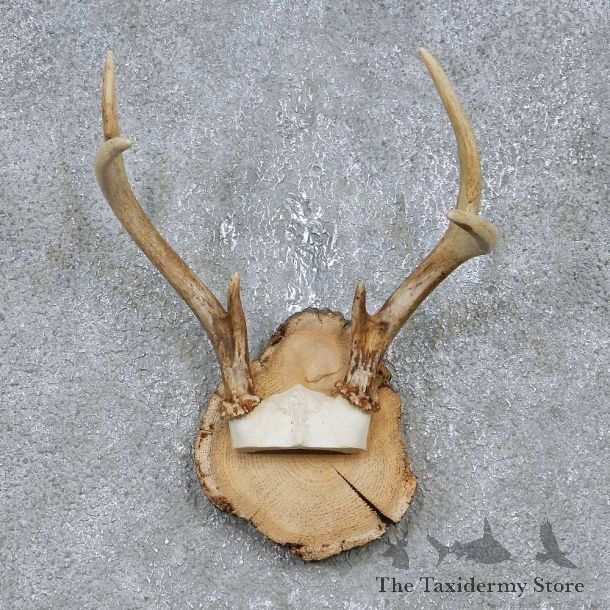 Whitetail Deer Antler Plaque Mount For Sale #14737 @ The Taxidermy Store