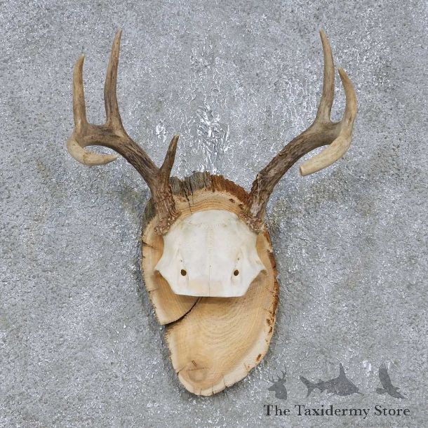 Whitetail Deer Antler Plaque Mount For Sale #14738 @ The Taxidermy Store