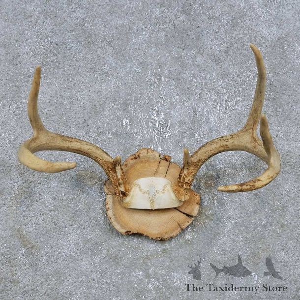 Whitetail Deer Antler Plaque Mount For Sale #14740 @ The Taxidermy Store