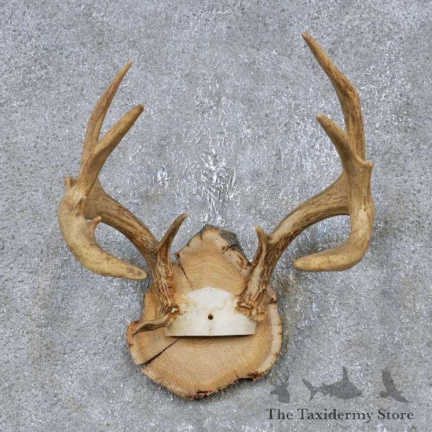 Whitetail Deer Antler Plaque Mount For Sale #14742 @ The Taxidermy Store