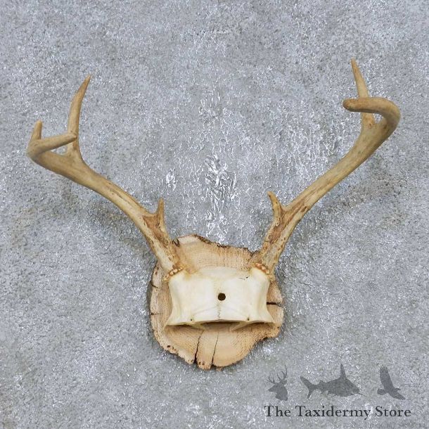 Whitetail Deer Antler Plaque Mount For Sale #14744 @ The Taxidermy Store