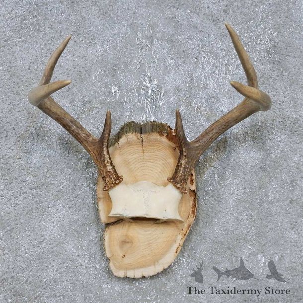 Whitetail Deer Antler Plaque Mount For Sale #14745 @ The Taxidermy Store