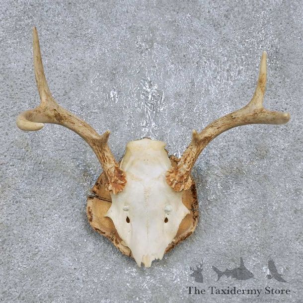 Whitetail Deer Antler Plaque Mount For Sale #14749 @ The Taxidermy Store