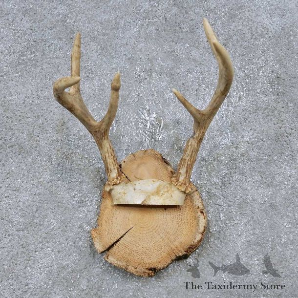 Whitetail Deer Antler Plaque Mount For Sale #14751 @ The Taxidermy Store