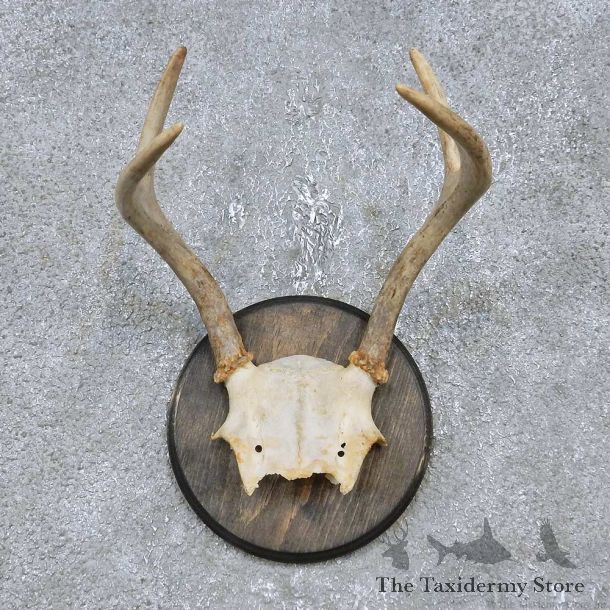 Whitetail Deer Antler Plaque Mount For Sale #14752 @ The Taxidermy Store