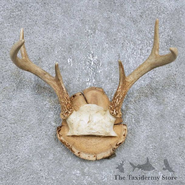 Whitetail Deer Antler Plaque Mount For Sale #14753 @ The Taxidermy Store