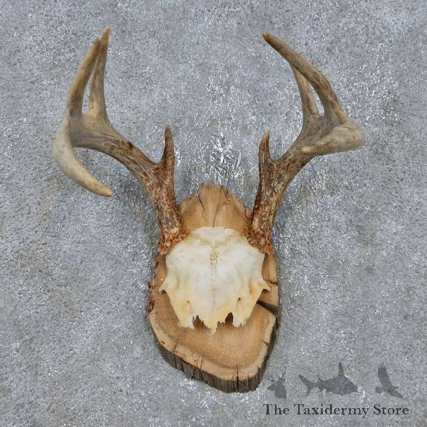 Whitetail Deer Antler Mount For Sale #14761 @ The Taxidermy Store