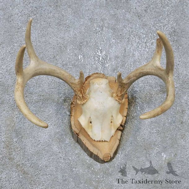 Whitetail Deer Antler Plaque Mount For Sale #14755 @ The Taxidermy Store