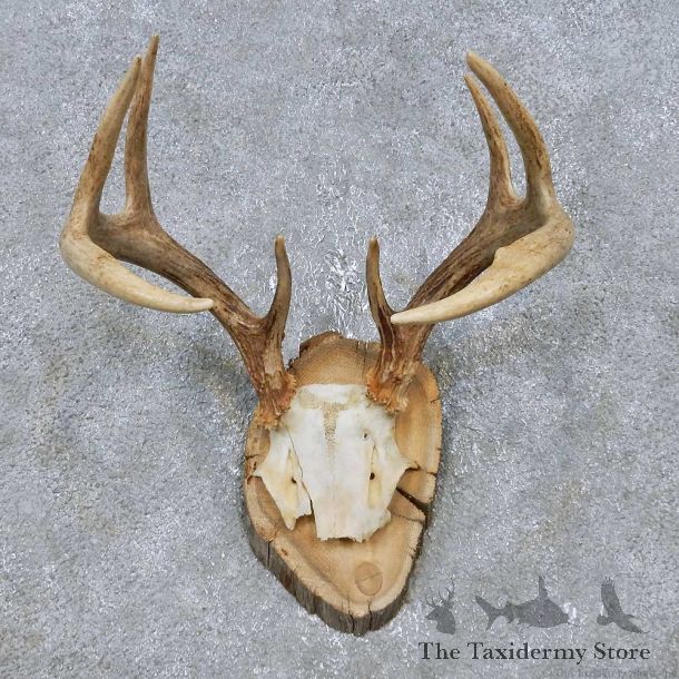 Whitetail Deer Antler Plaque Mount For Sale #14756 @ The Taxidermy Store
