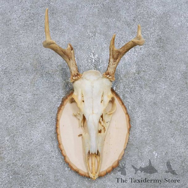 Whitetail Deer Antler Plaque Mount For Sale #14757 @ The Taxidermy Store