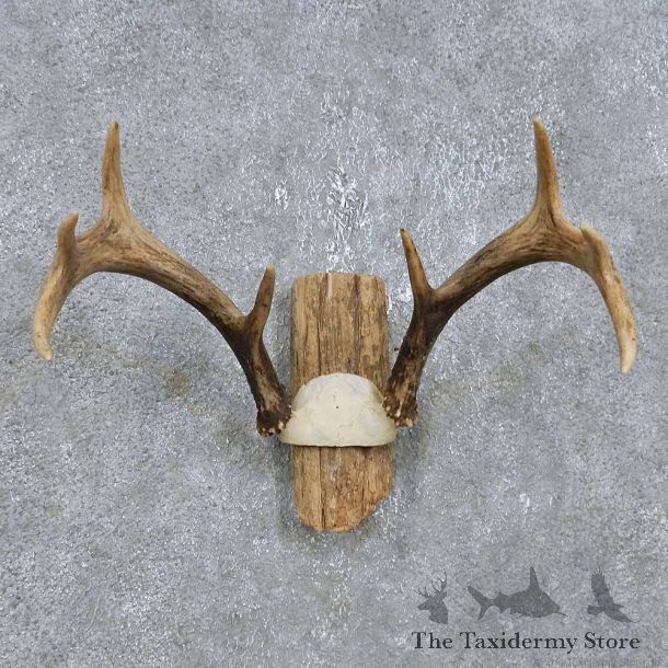 Whitetail Deer Antler Plaque Mount For Sale #14758 @ The Taxidermy Store