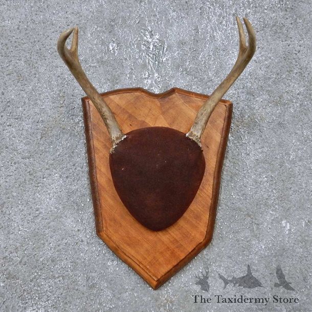 Whitetail Deer Antler Plaque Mount For Sale #14764 @ The Taxidermy Store