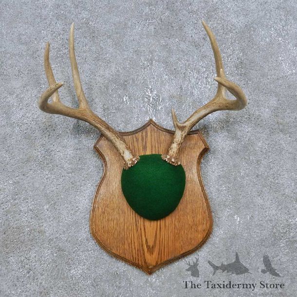 Whitetail Deer Antler Plaque Mount For Sale #14766 @ The Taxidermy Store