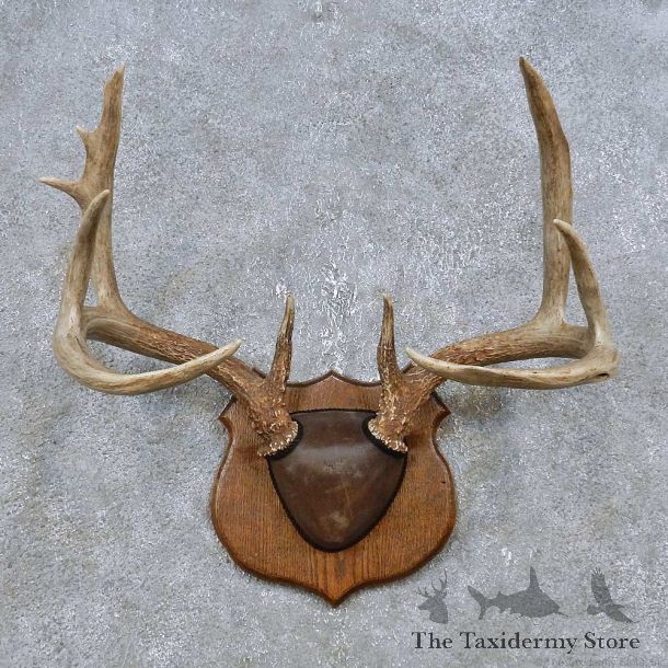 Whitetail Deer Antler Plaque Mount For Sale #14767 @ The Taxidermy Store