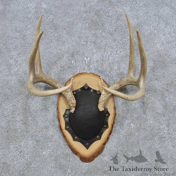 Whitetail Deer Antler Plaque Mount For Sale #14768 @ The Taxidermy Store