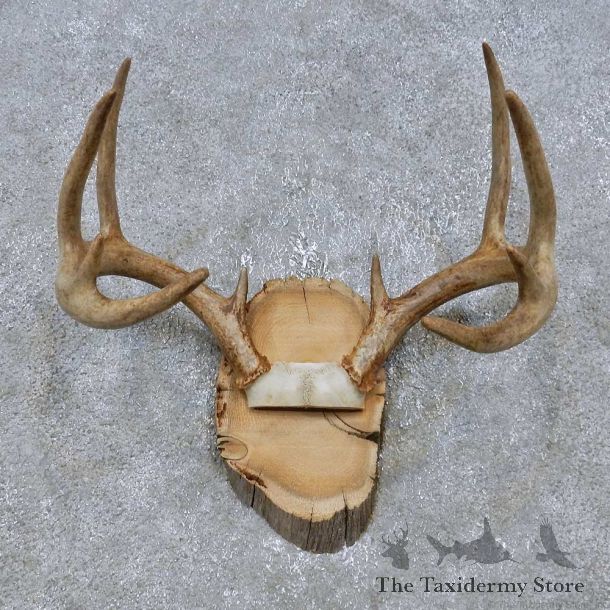 Whitetail Deer Antler Plaque Mount For Sale #14772 @ The Taxidermy Store