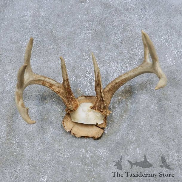 Whitetail Deer Antler Plaque Mount For Sale #14774 @ The Taxidermy Store