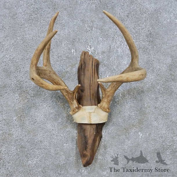 Whitetail Deer Antler Plaque Mount For Sale #14775 @ The Taxidermy Store