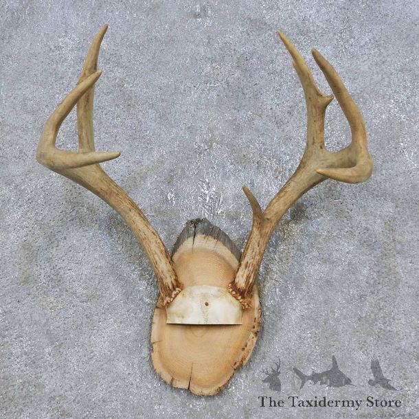 Whitetail Deer Antler Plaque Mount For Sale #14776 @ The Taxidermy Store