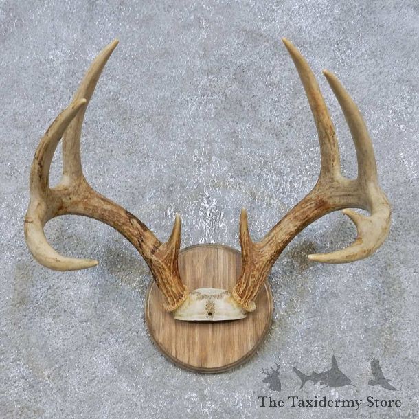 Whitetail Deer Antler Plaque Mount For Sale #14778 @ The Taxidermy Store