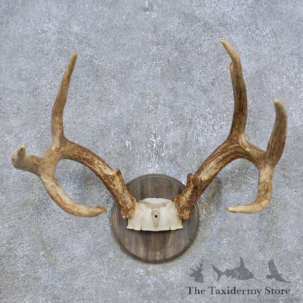 Whitetail Deer Antler Plaque Mount For Sale #14779 @ The Taxidermy Store