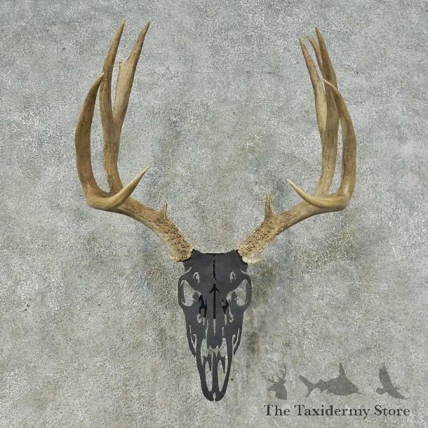 Whitetail Deer Antler Mount For Sale #16259 @ The Taxidermy Store