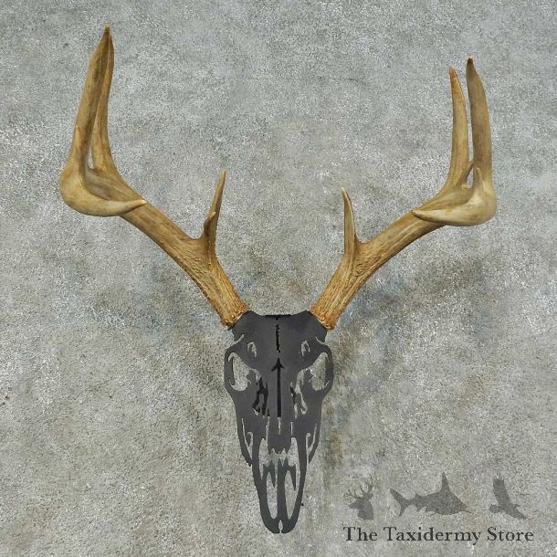 Whitetail Deer Antler Mount For Sale #16260 @ The Taxidermy Store