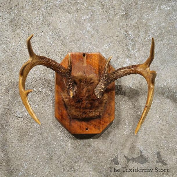 Whitetail Deer Antler Plaque #10938 - For Sale - The Taxidermy Store