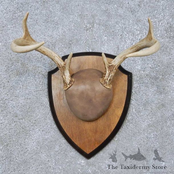Whitetail Deer Antler Plaque Mount For Sale #15065 @ The Taxidermy Store