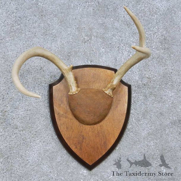Whitetail Deer Antler Plaque Mount For Sale #15066 @ The Taxidermy Store