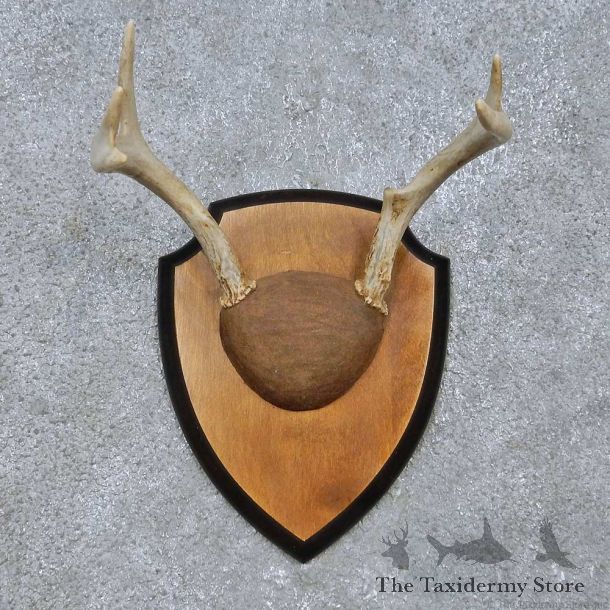 Whitetail Deer Antler Plaque Mount For Sale #15068 @ The Taxidermy Store