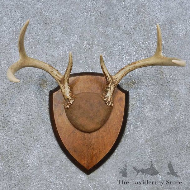 Whitetail Deer Antler Plaque Mount For Sale #15069 @ The Taxidermy Store