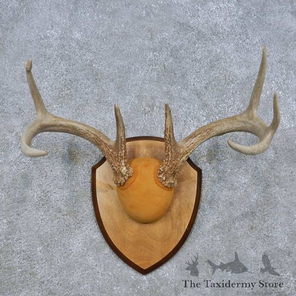 Whitetail Deer Antler Plaque Mount For Sale #15070 @ The Taxidermy Store