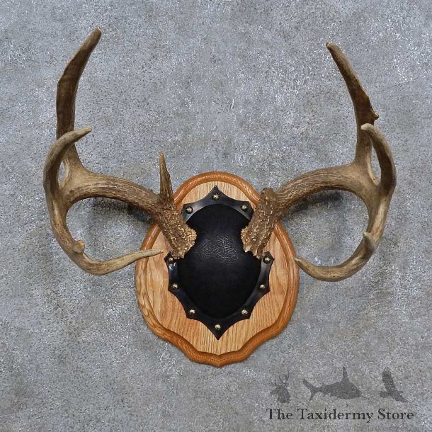 Whitetail Deer Antler Plaque For Sale #15233 @ The Taxidermy Store