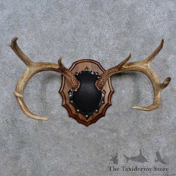 Whitetail Deer Antler Plaque For Sale #15234 @ The Taxidermy Store