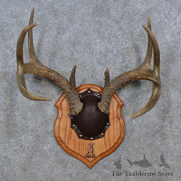 Whitetail Deer Antler Plaque For Sale #15235 @ The Taxidermy Store