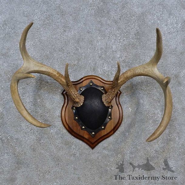 Whitetail Deer Antler Plaque For Sale #15237 @ The Taxidermy Store